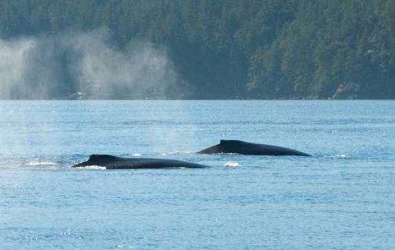 Grupo de baleias Humpback nadam em Telegraph Cove, na Vancouver Island, na Columbia Britânica, costa oeste do Canadá